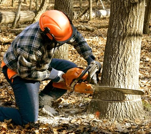 Tree Removal in Clontarf, MN